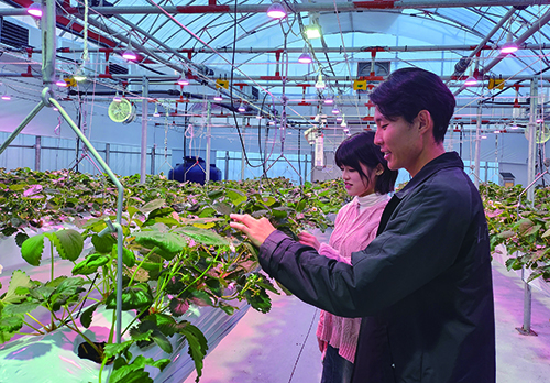 ‘모여봐요 농부의 숲’이 딸기 스마트팜 시설에서 딸기를 재배하고 있다.